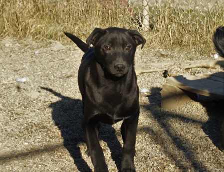 Perla