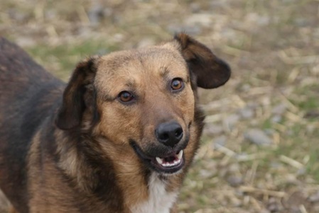 Boris