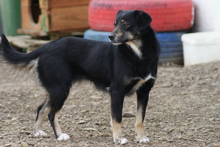 Lilya