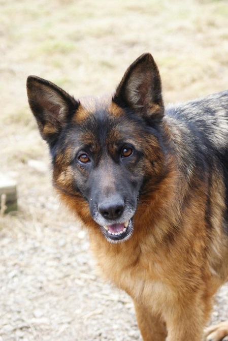 Heidi