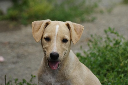 Cosette