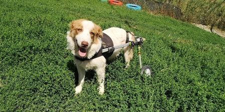 Hunde mit Handicaps