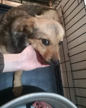Rufus