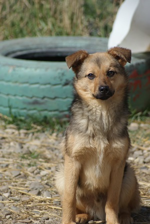Rufus