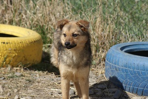 Rufus