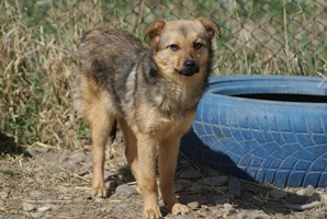 Rufus