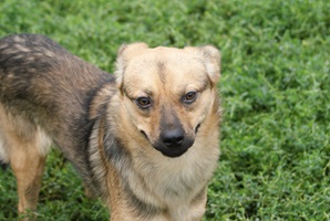 Rufus