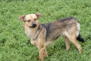 Rufus