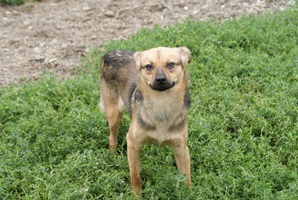 Rufus