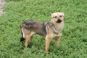 Rufus