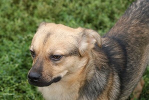 Rufus