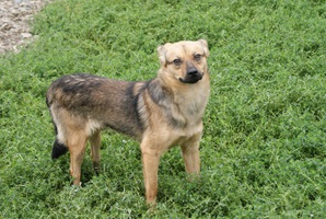 Rufus