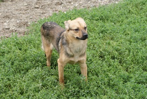 Rufus
