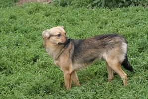 Rufus