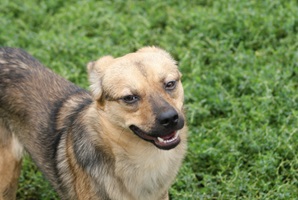 Rufus