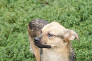 Rufus