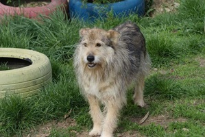 Benji
