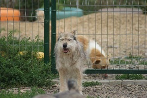 Benji
