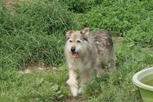 Benji