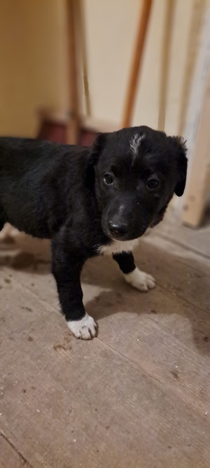 Ringo