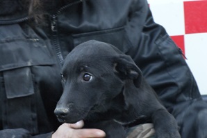 Perla