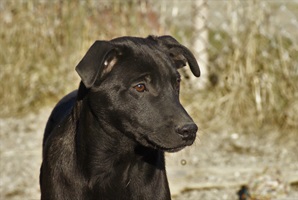 Perla