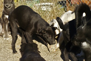 Perla