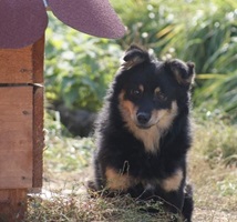 Vito