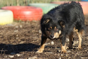 Vito