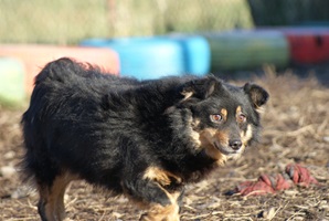 Vito