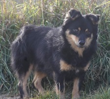 Vito