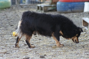 Vito