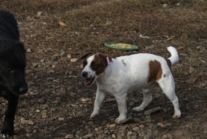 Shocky