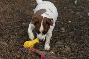 Shocky