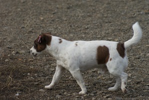 Shocky