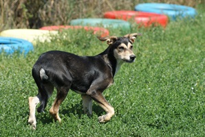 Nelson