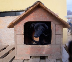Perla