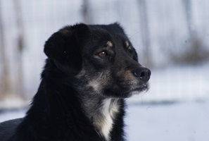 Lilya
