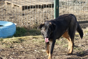 Bindy