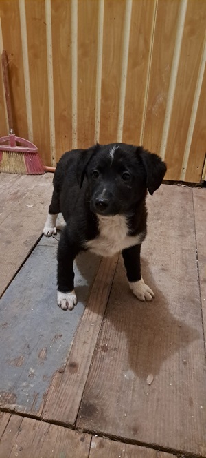 Ringo