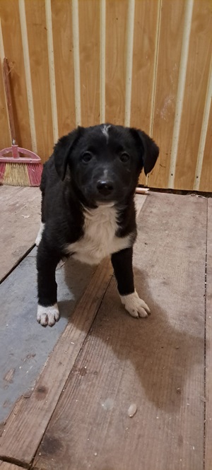 Ringo