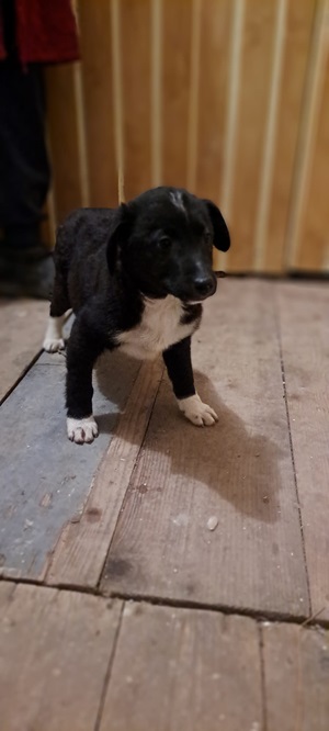 Ringo