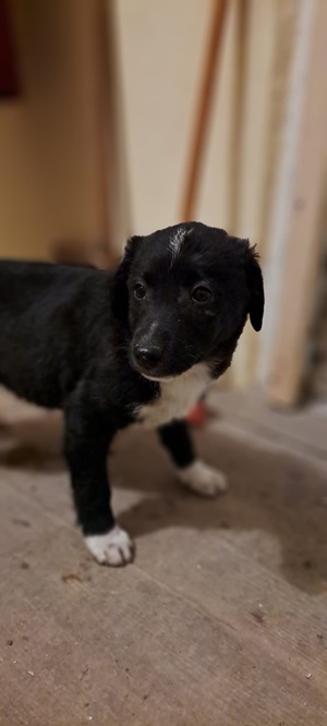 Ringo