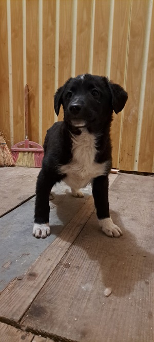 Ringo