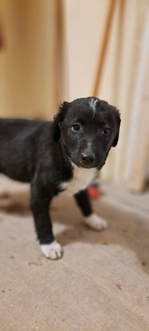Ringo