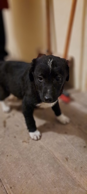 Ringo