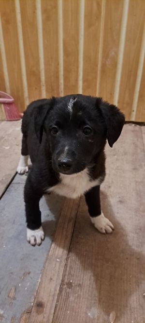 Ringo