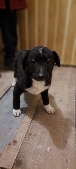 Ringo