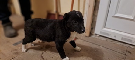 Ringo