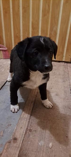 Ringo
